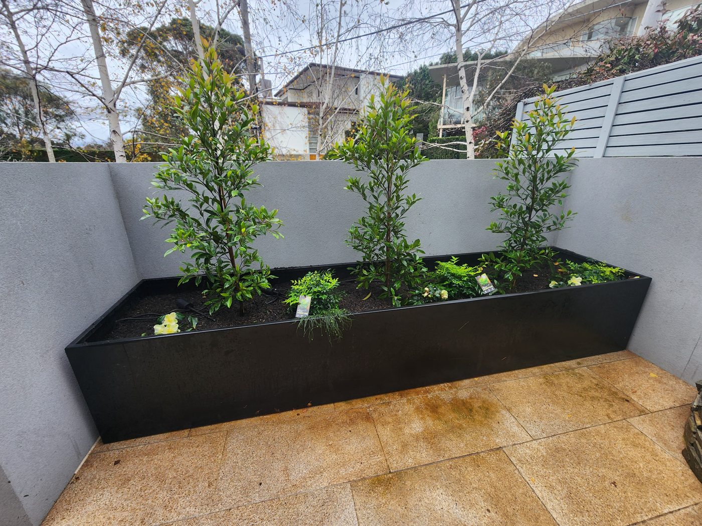 Planter box — Trimmed feature trees